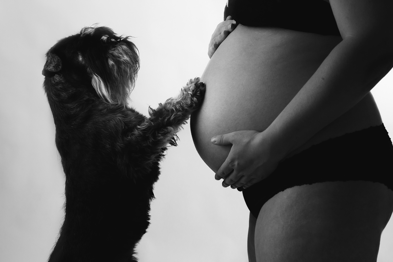 En schnauzer med tassarna på en gravid mage
